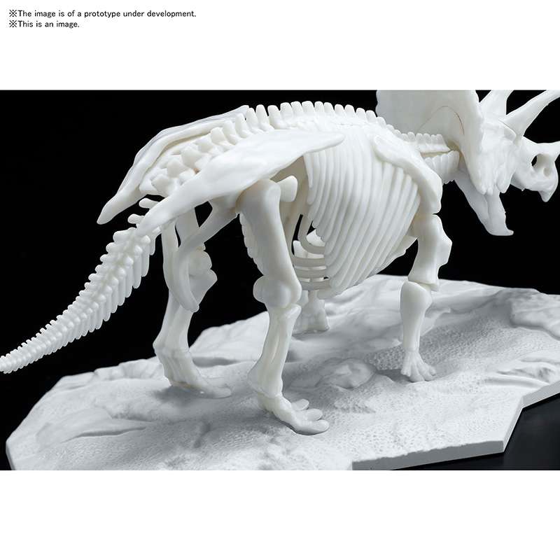 DINOSAUR LIMEX SKELETON TRICERATOPS MK