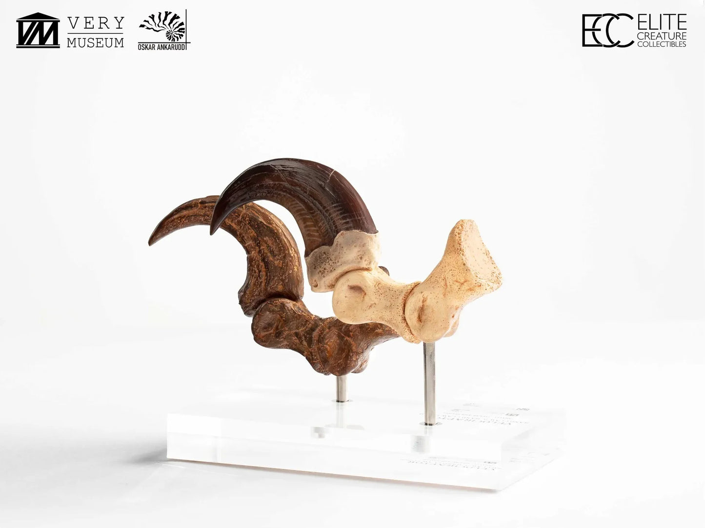 JURASSIC PARK VELOCIRAPTOR FOOT CLAW AND FOSSIL CLAW SET