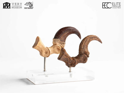 JURASSIC PARK VELOCIRAPTOR FOOT CLAW AND FOSSIL CLAW SET