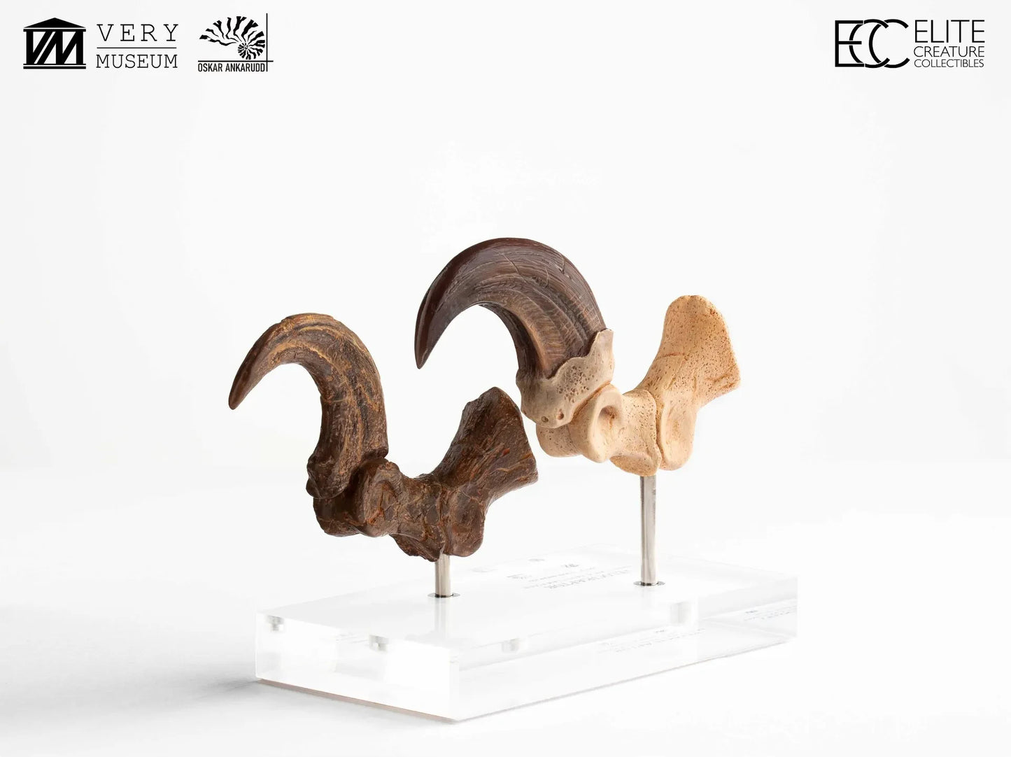 JURASSIC PARK VELOCIRAPTOR FOOT CLAW AND FOSSIL CLAW SET