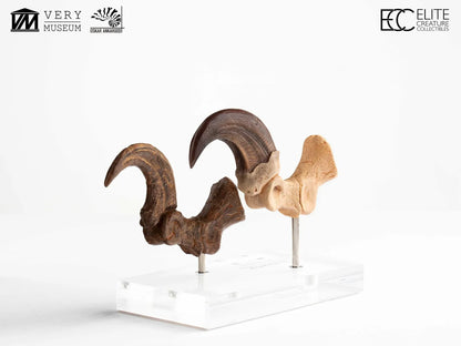 JURASSIC PARK VELOCIRAPTOR FOOT CLAW AND FOSSIL CLAW SET