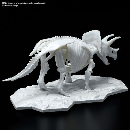 DINOSAUR LIMEX SKELETON TRICERATOPS MK