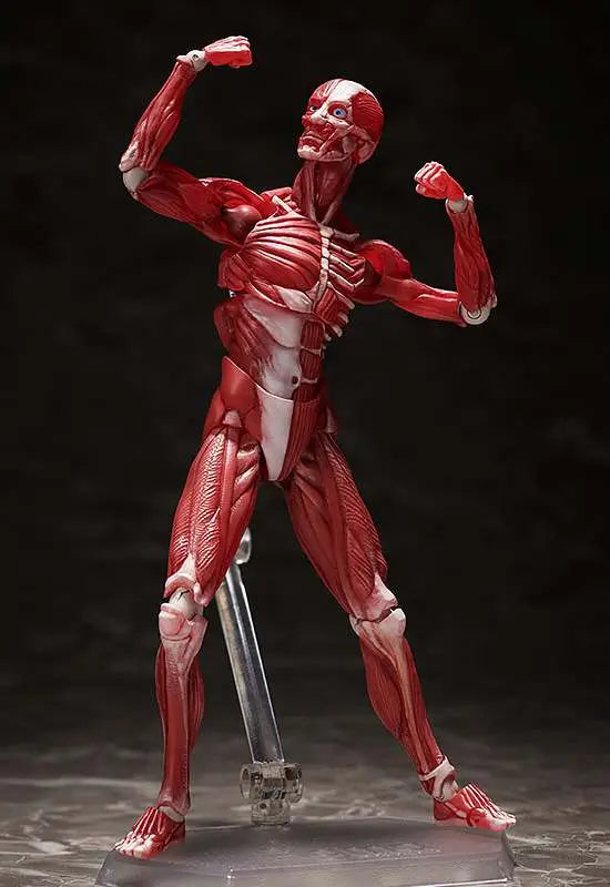 FREEING HUMAN ANATOMICAL MODEL FIGMA AF ACTION FIGURE 15 cm