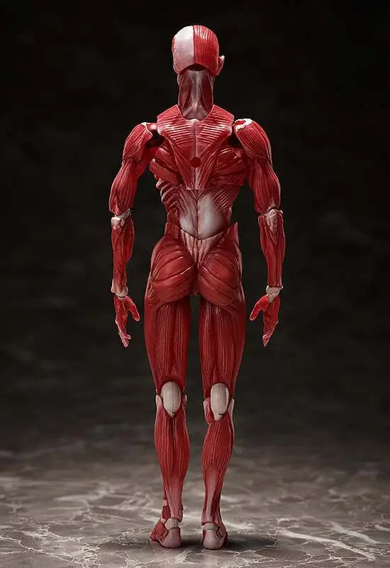 FREEING HUMAN ANATOMICAL MODEL FIGMA AF ACTION FIGURE 15 cm