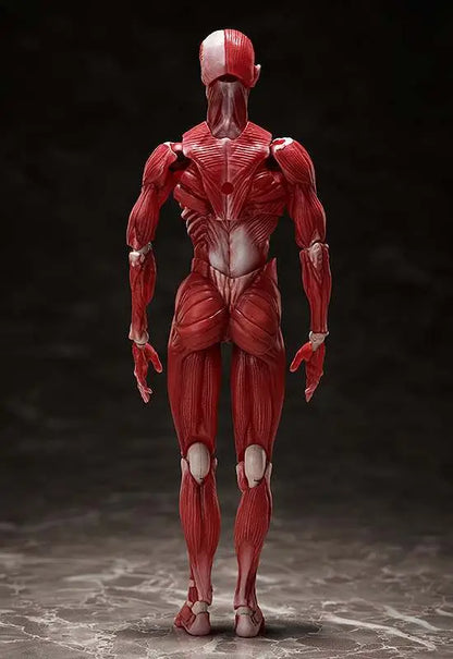 FREEING HUMAN ANATOMICAL MODEL FIGMA AF ACTION FIGURE 15 cm