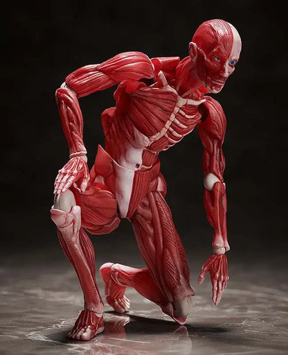 FREEING HUMAN ANATOMICAL MODEL FIGMA AF ACTION FIGURE 15 cm