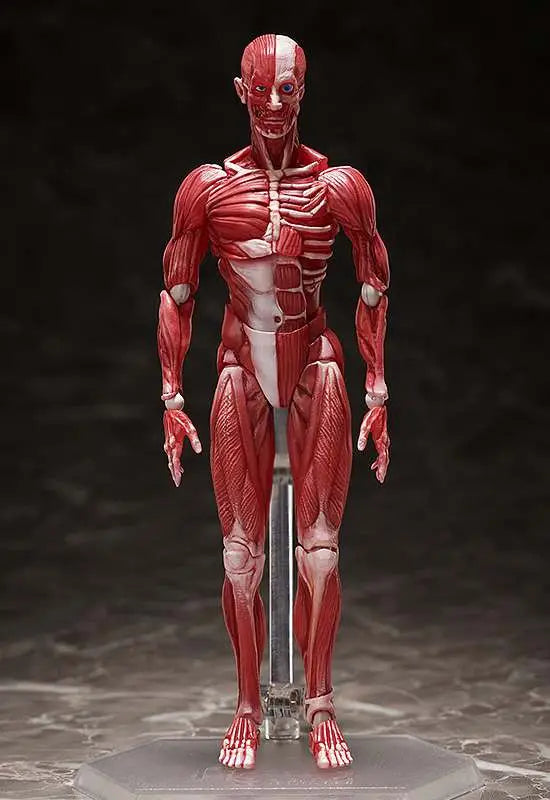 FREEING HUMAN ANATOMICAL MODEL FIGMA AF ACTION FIGURE 15 cm
