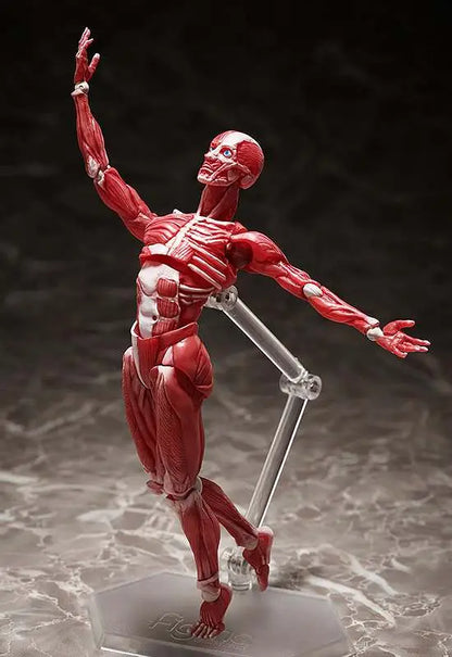 FREEING HUMAN ANATOMICAL MODEL FIGMA AF ACTION FIGURE 15 cm