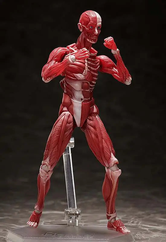FREEING HUMAN ANATOMICAL MODEL FIGMA AF ACTION FIGURE 15 cm