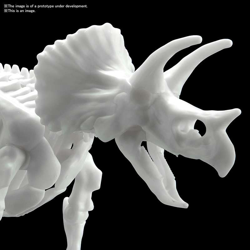 DINOSAUR LIMEX SKELETON TRICERATOPS MK