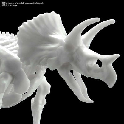DINOSAUR LIMEX SKELETON TRICERATOPS MK