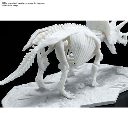 DINOSAUR LIMEX SKELETON TRICERATOPS MK